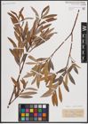 Foto von Salix eleagnos Scop. x Salix purpurea L.